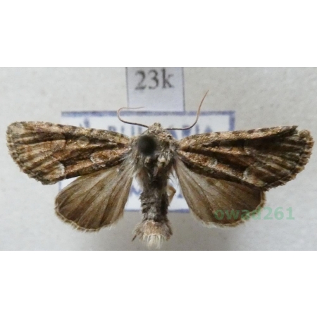 Oligia versicolor (Borkhausen, 1792) Bulgaria23k